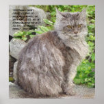 Maine Coon Cat Prints and Posters