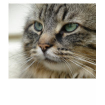 Maine Coon Cat t-shirts by ryan12dale8 Maine Coon Cat t-shirts