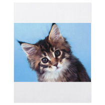 Maine Coon flyers by oddbob Maine Coon flyers