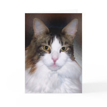 Maine Coon greeting card by dollargrafix Maine Coon greeting card