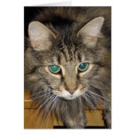 Maine coon greeting card