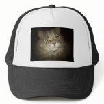 Maine Coon