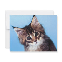 Maine Coon invitations by oddbob Maine Coon invitations