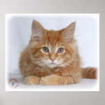 Maine Coon Kitten 9Y226D-373a Poster