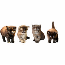 Maine Coon Kitten