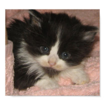 Maine Coon Kitten posters by rescuties Maine Coon Kitten posters