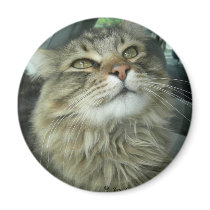 Maine Coon kitty magnets by JeanC_PurpleDucky Maine Coon kitty magnets