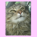 Maine Coon kitty Spiral Notebook