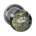 Maine Coon kitty Pinback Buttons