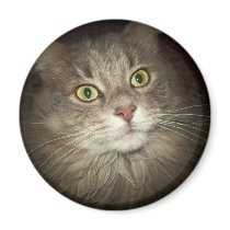 Maine Coon magnets by BambiW Maine Coon magnets