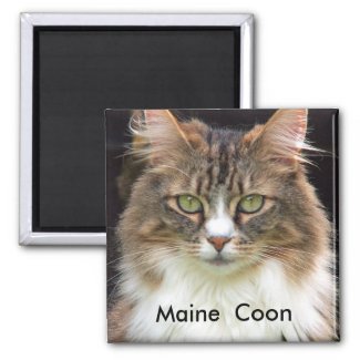 Maine Coon magnet