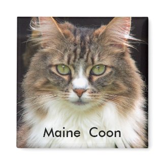 Maine Coon magnet