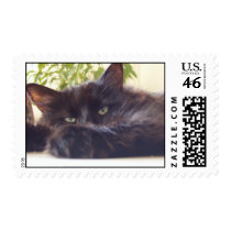 Maine Coon Mailing postage