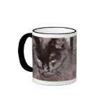 MAINE COON