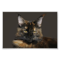 Maine Coon Photo Enlargement