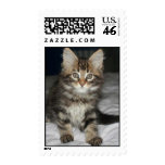 Maine Coon Postage