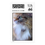 Maine Coon