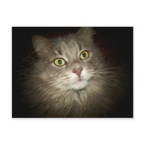 Maine Coon postcards by BambiW Maine Coon postcards