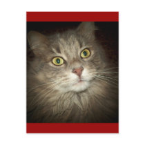 Maine Coon postcards by BambiW Maine Coon postcards