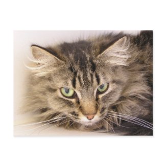 Maine Coon postcard