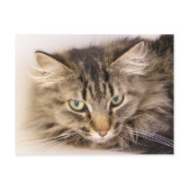 Maine Coon postcards