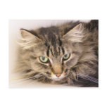 Maine Coon postcards