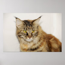 Maine Coon Poster