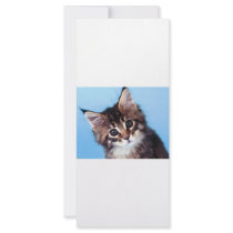 Maine Coon rack cards by oddbob Maine Coon rack cards