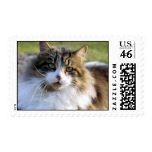Maine Coon rescue cat Postage Stamps