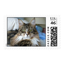 Maine Coon Stare postage by onlyforLIT Maine Coon Stare postage