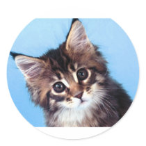 Maine Coon Sticker