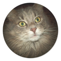 Maine Coon Sticker