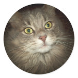 Maine Coon stickers