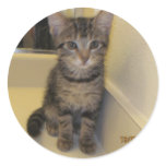 Maine coon sticker