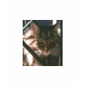 Maine Coon T-shirt by carolssecrets Maine Coon T-shirt
