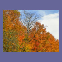 Maine Foliage posters