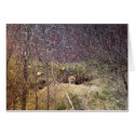 Maine Fox cards