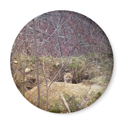 Maine Fox Fridge Magnet by nmpics
