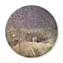 Maine Fox magnets by nmpics Maine Fox magnets