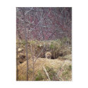 Maine Fox postcards by nmpics Maine Fox postcards
