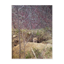 Maine Fox postcards