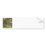 Maine Lady Slipper Orchids in Wells Maine - photo Bumper Sticker