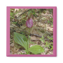 Maine Lady Slipper Orchids in Wells Maine - photo Fridge Magnets
