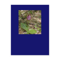 Maine Lady Slipper Orchids in Wells Maine - photo Post Cards