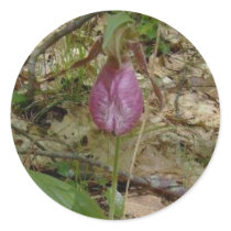 Maine Lady Slipper Orchids in Wells Maine - photo Stickers