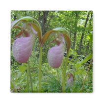 Maine Lady Slippers in Wells Maine - photo by Wend Refrigerator Magnet