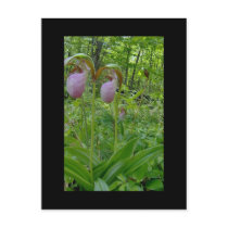 Maine Lady Slippers in Wells Maine - photo by Wend Postcard
