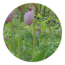 Maine Lady Slippers in Wells Maine - photo by Wend Sticker