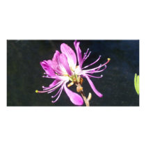 Maine Lambskill Wildflower Notecard Customized Photo Card