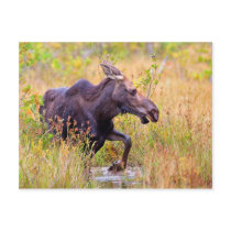 Maine Moose Postcard